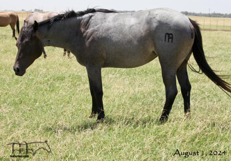 Miss Shiney's 2022 Roan Filly
